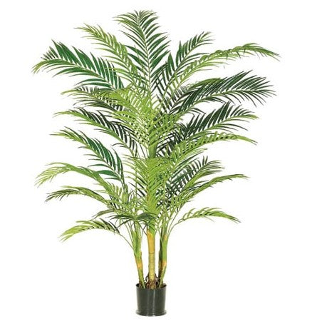 7FT ARECA PALM TREE IN POT