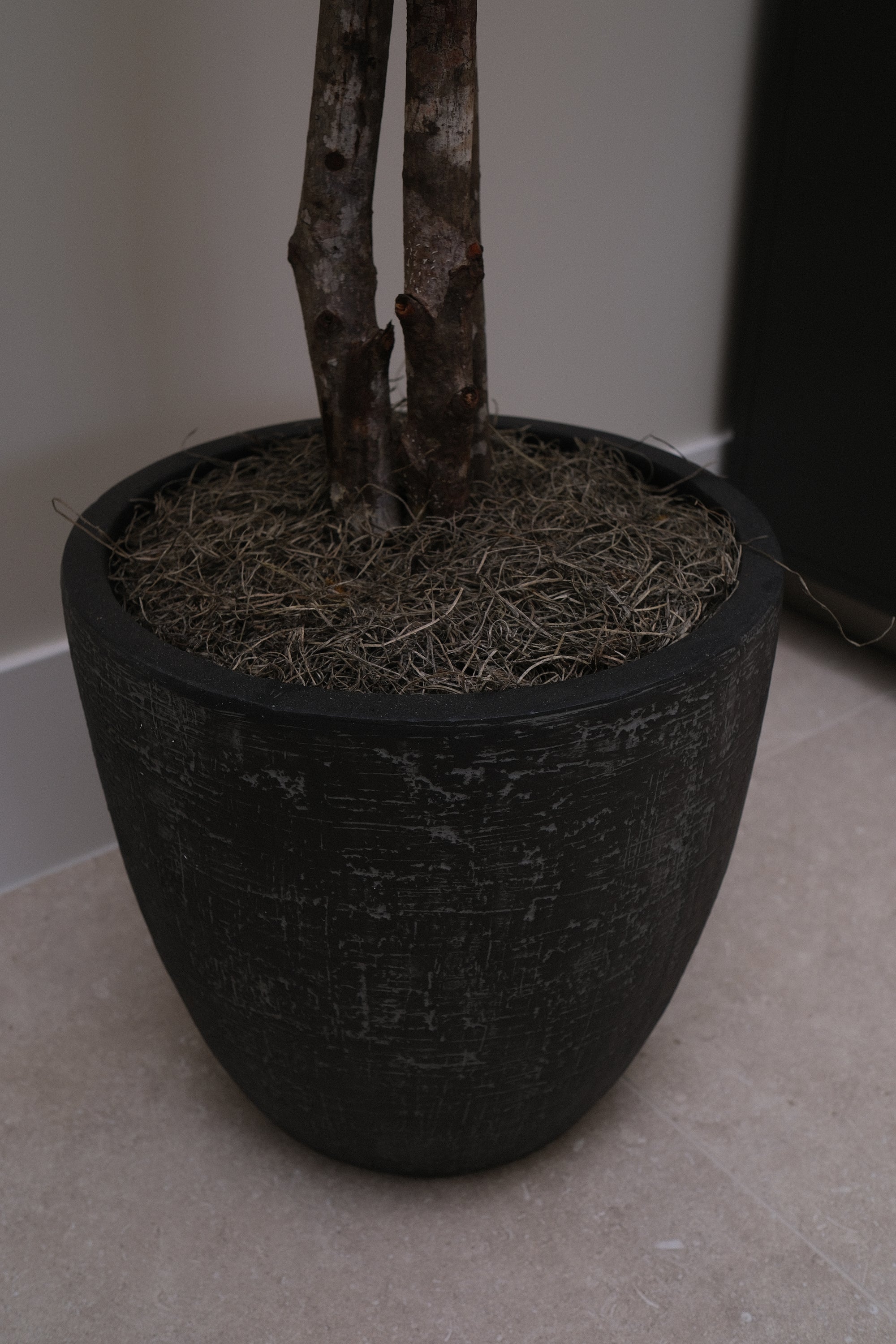 8FT OLIVE TREE IN BLACK PLANTER