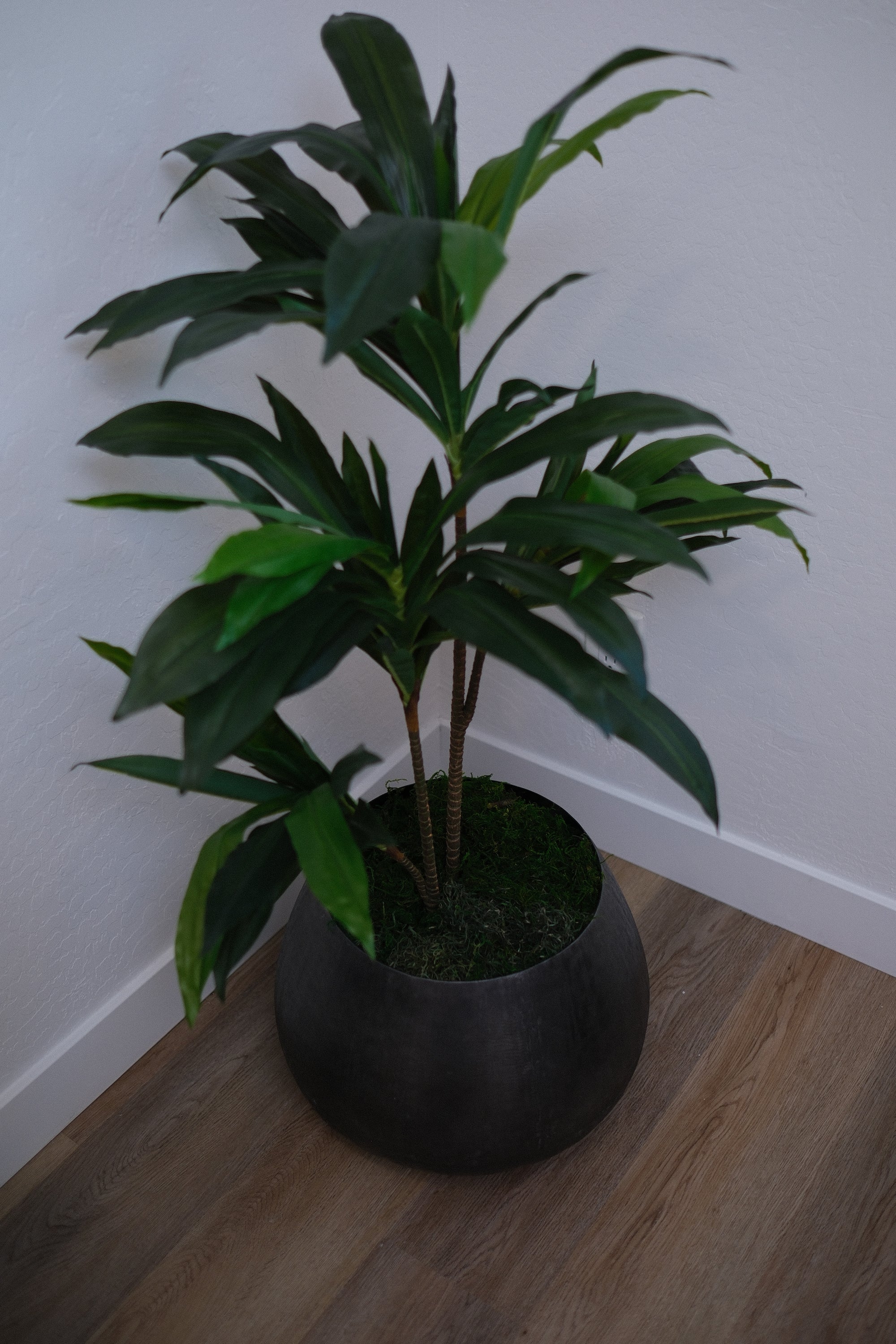 39" DRACAENA TREE IN BLACK PLANTER
