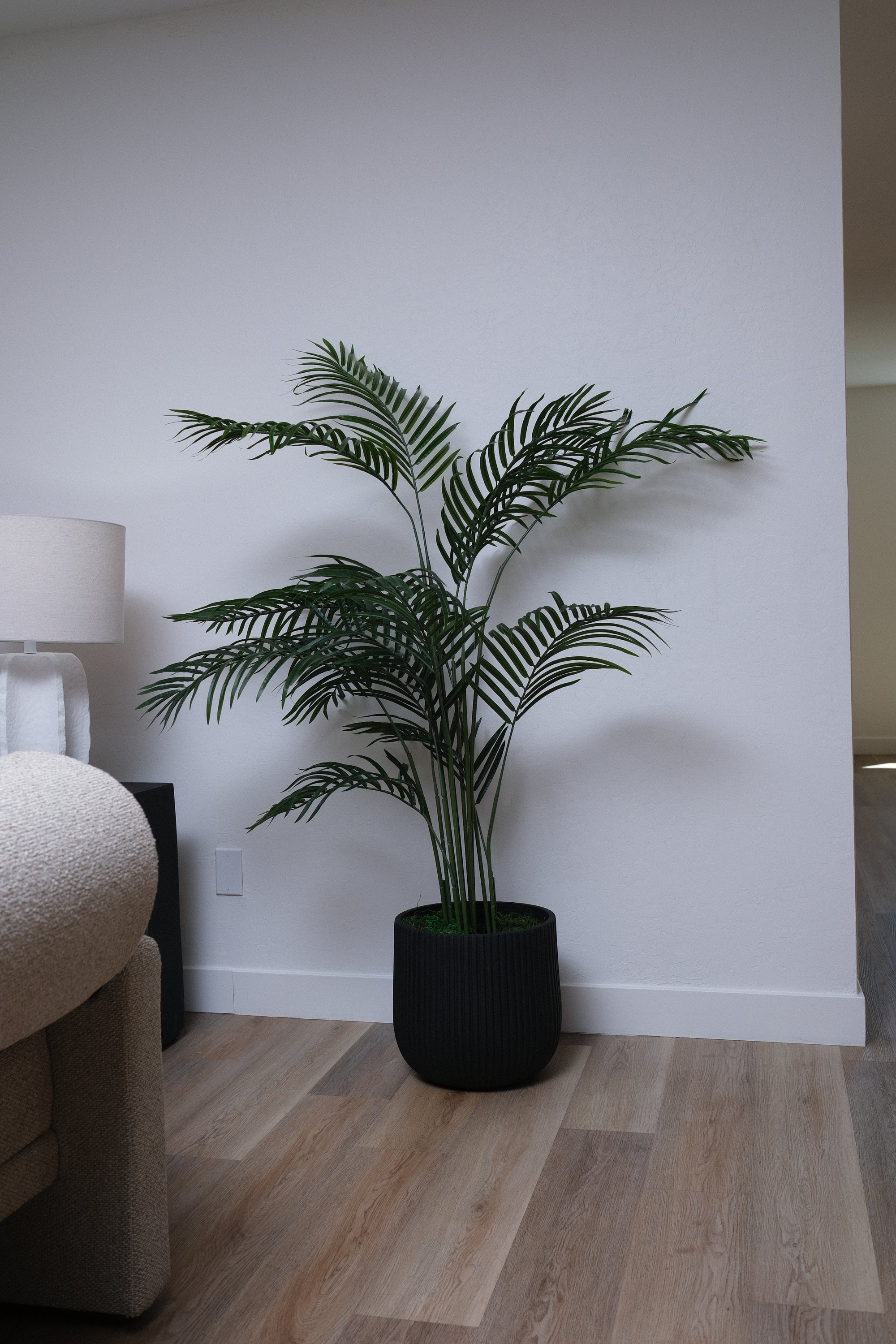 5.5FT ARECA PALM TREE