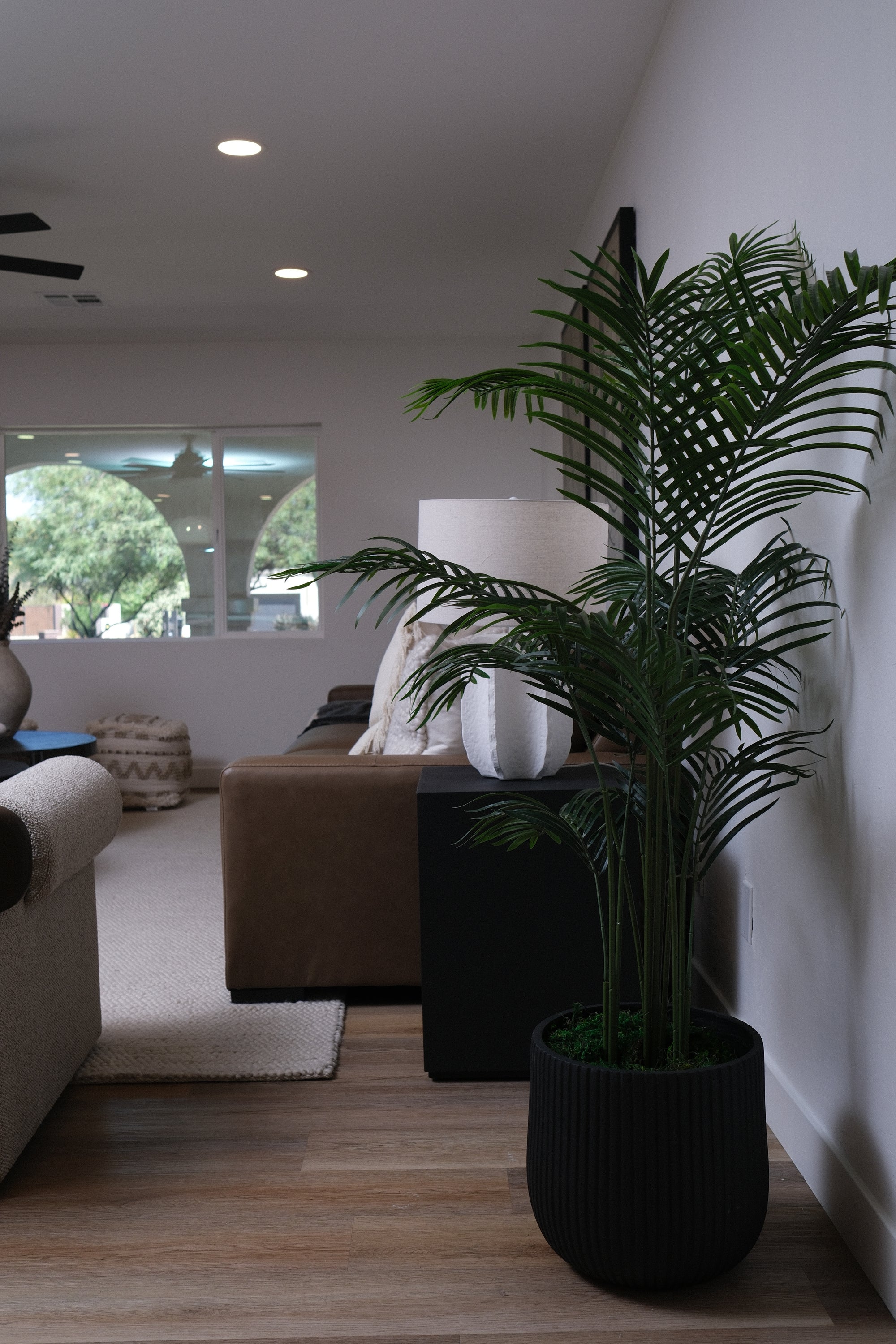 5.5FT ARECA PALM TREE