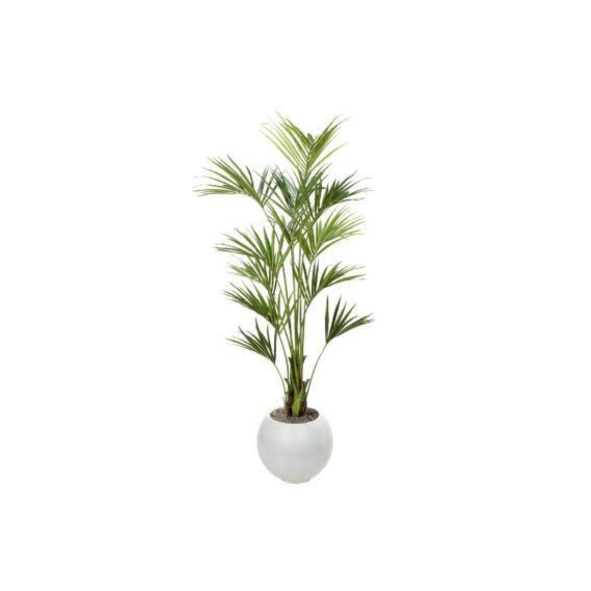 8FT PALM TREE IN WHITE POT