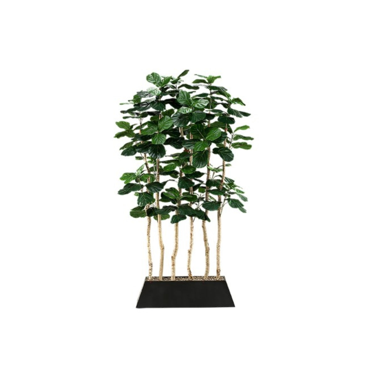 7FT FIDDLE LEAF FIG TREES