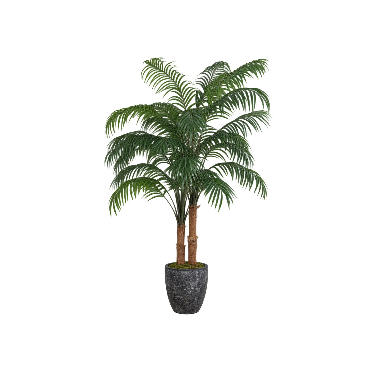 8FT ARECA PALM IN BLACK PLANTER RA