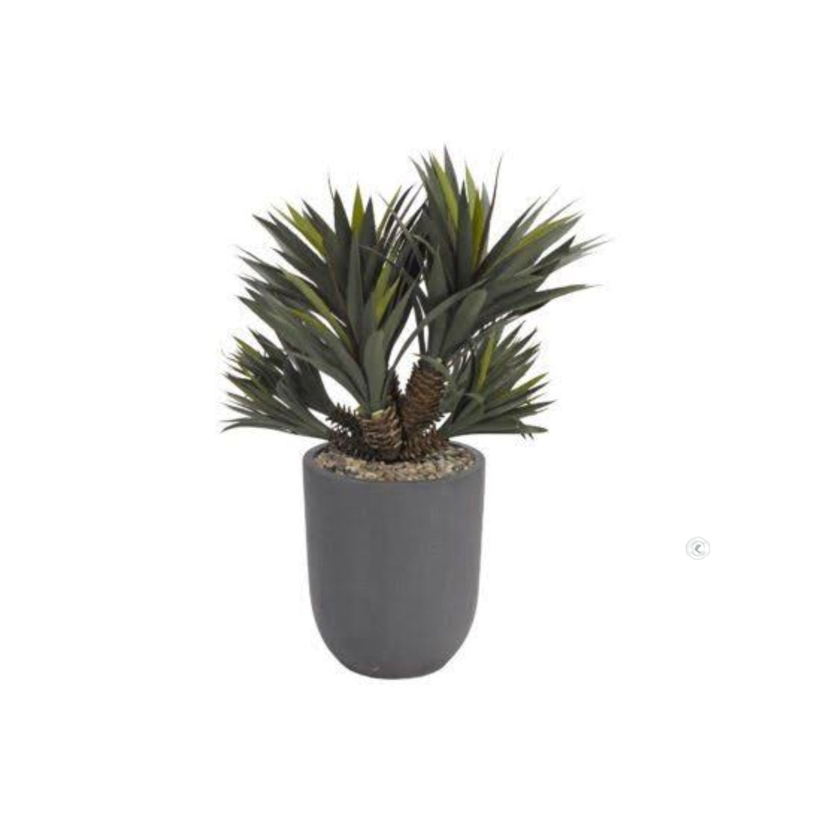42IN STAR SUCCULENT IN CEMENT PLANTER A