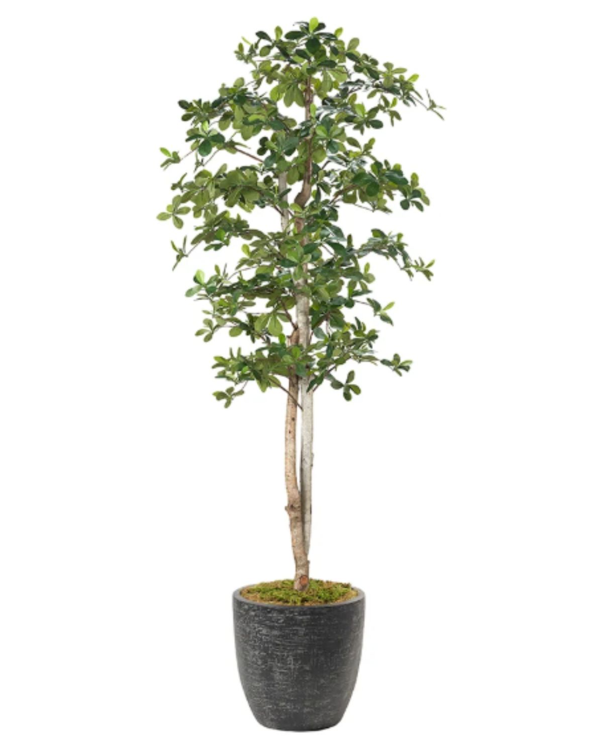 8FT OLIVE TREE IN BLACK PLANTER
