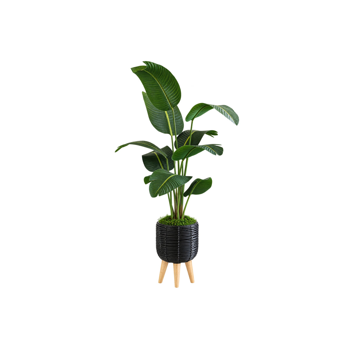 5FT BIRDS OF PARADISE TREE