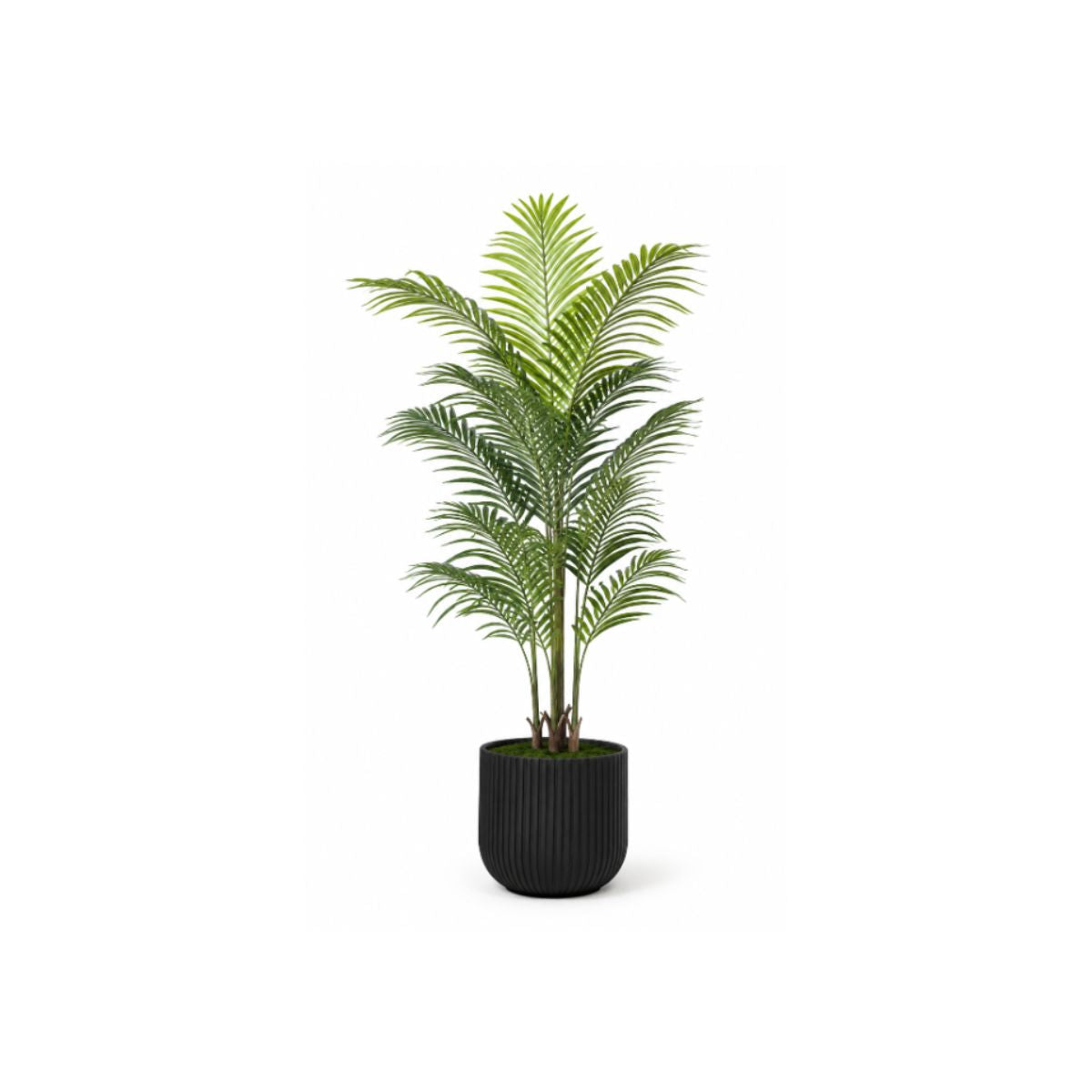 5.5FT ARECA PALM TREE