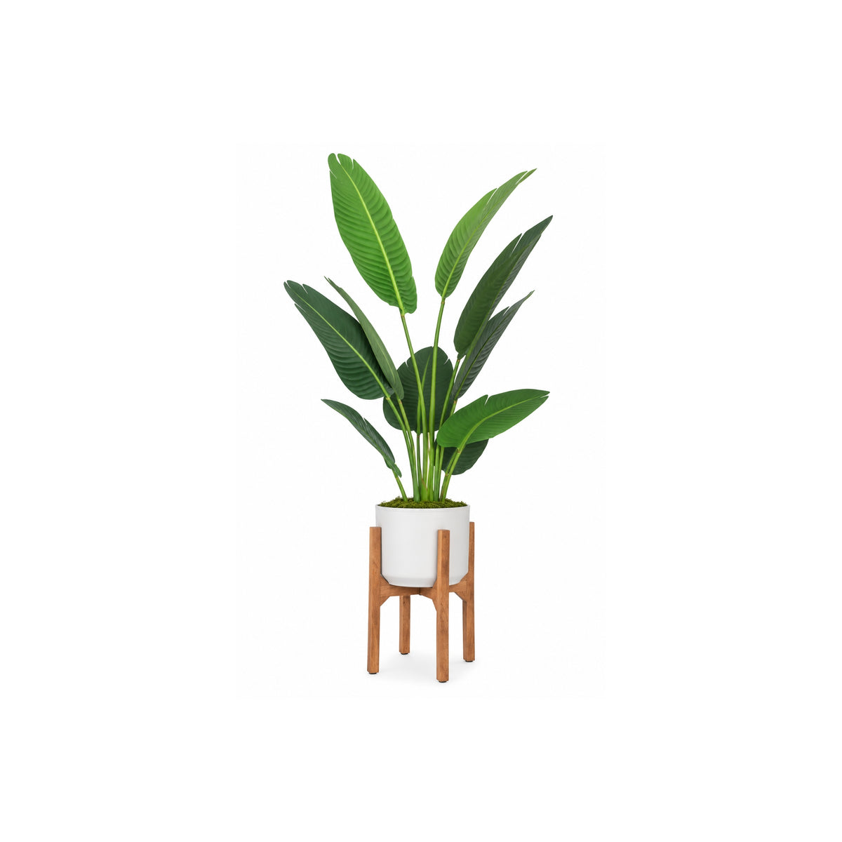 BIRD OF PARADISE 5FT