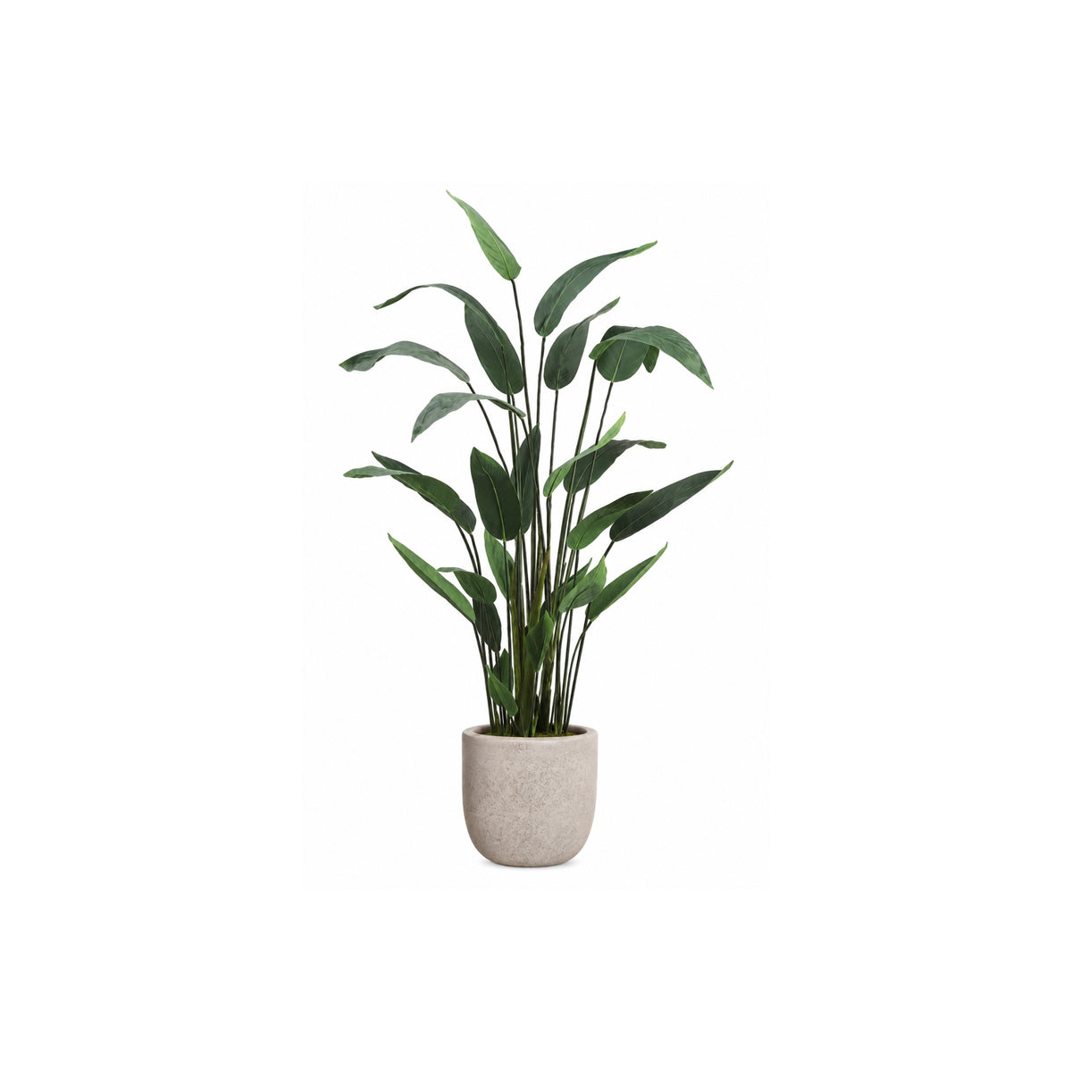 64IN WATER CANNA PLANT IN RESIN PLANTER