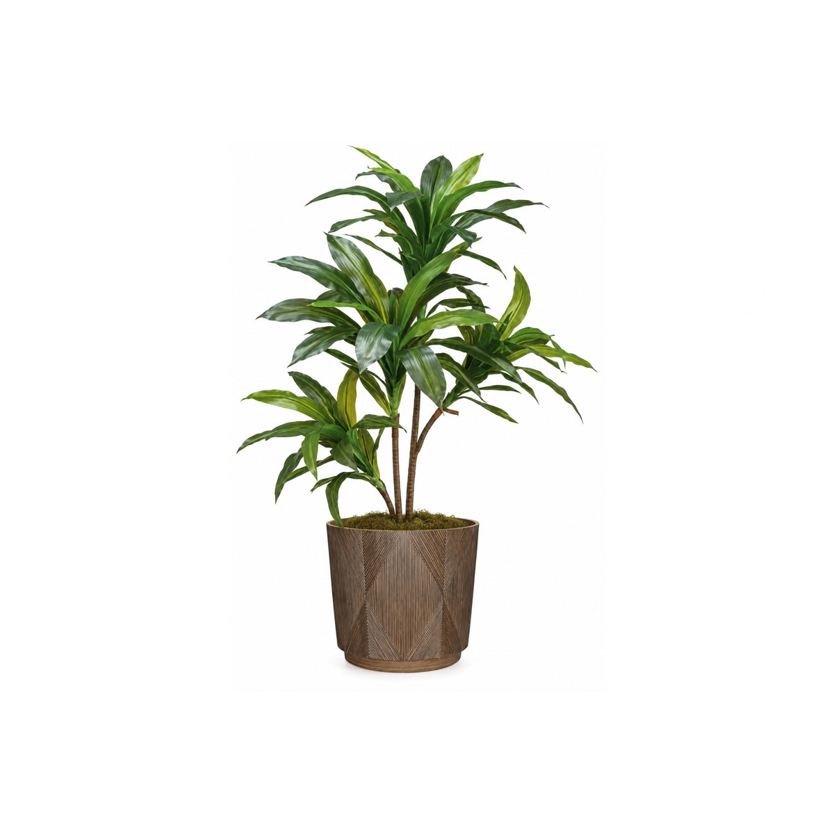 39" DRACAENA TREE IN GEO POT
