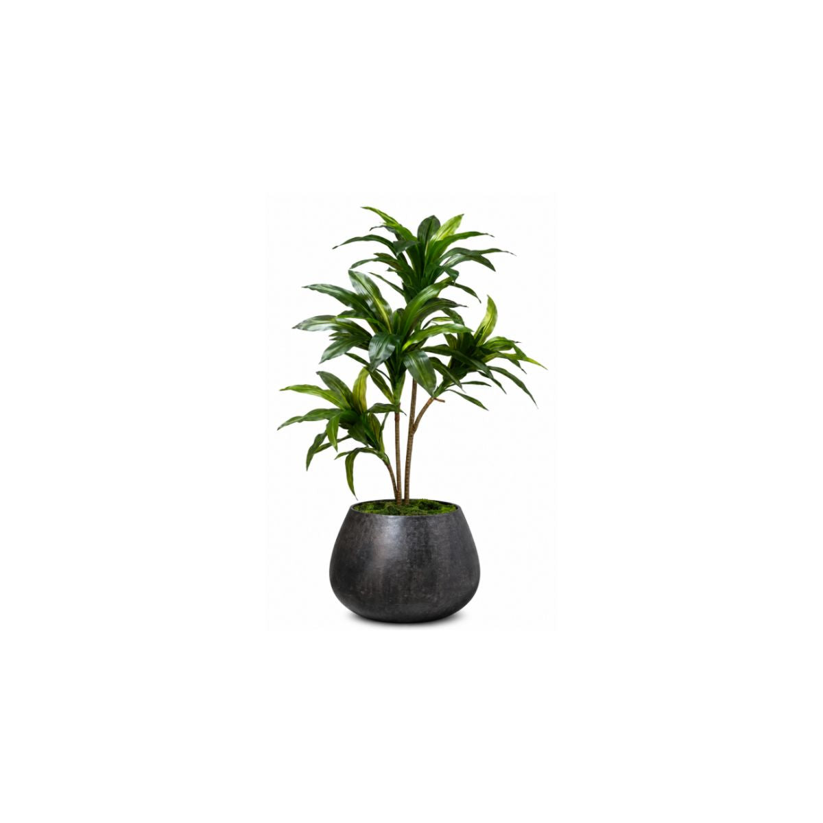 39" DRACAENA TREE IN BLACK PLANTER