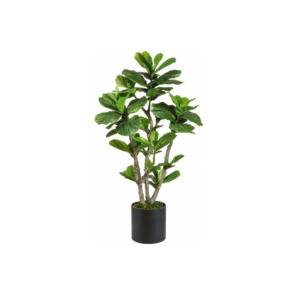 4FT FIDDLE LEAF FIG TREE