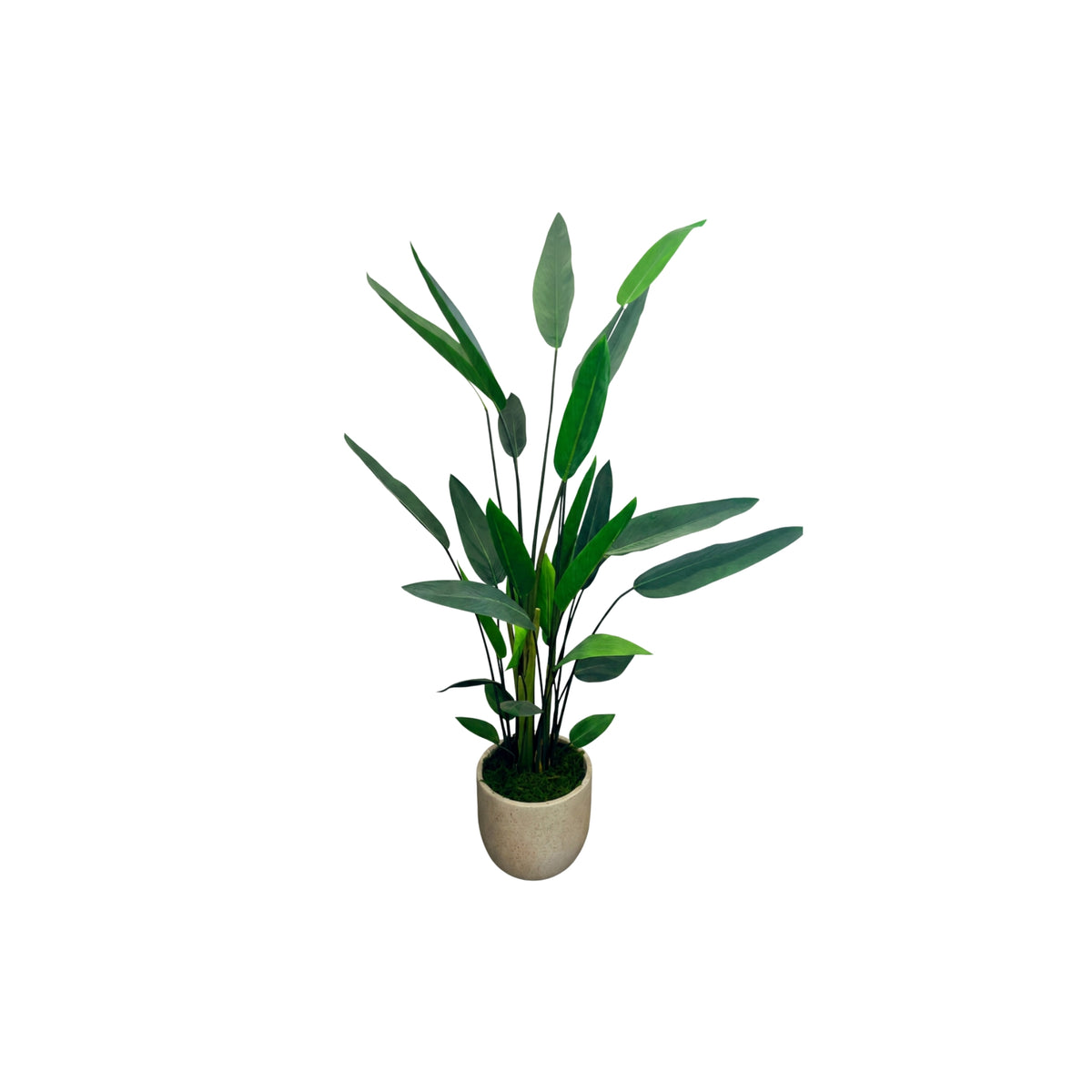 4FT BIRD OF PARADISE PLANT