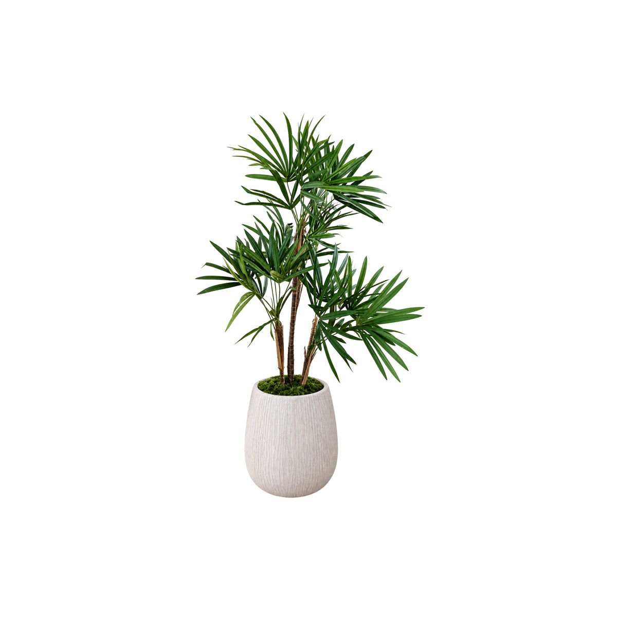 HONEY LADY PALM TREE IN TEXTURED POT