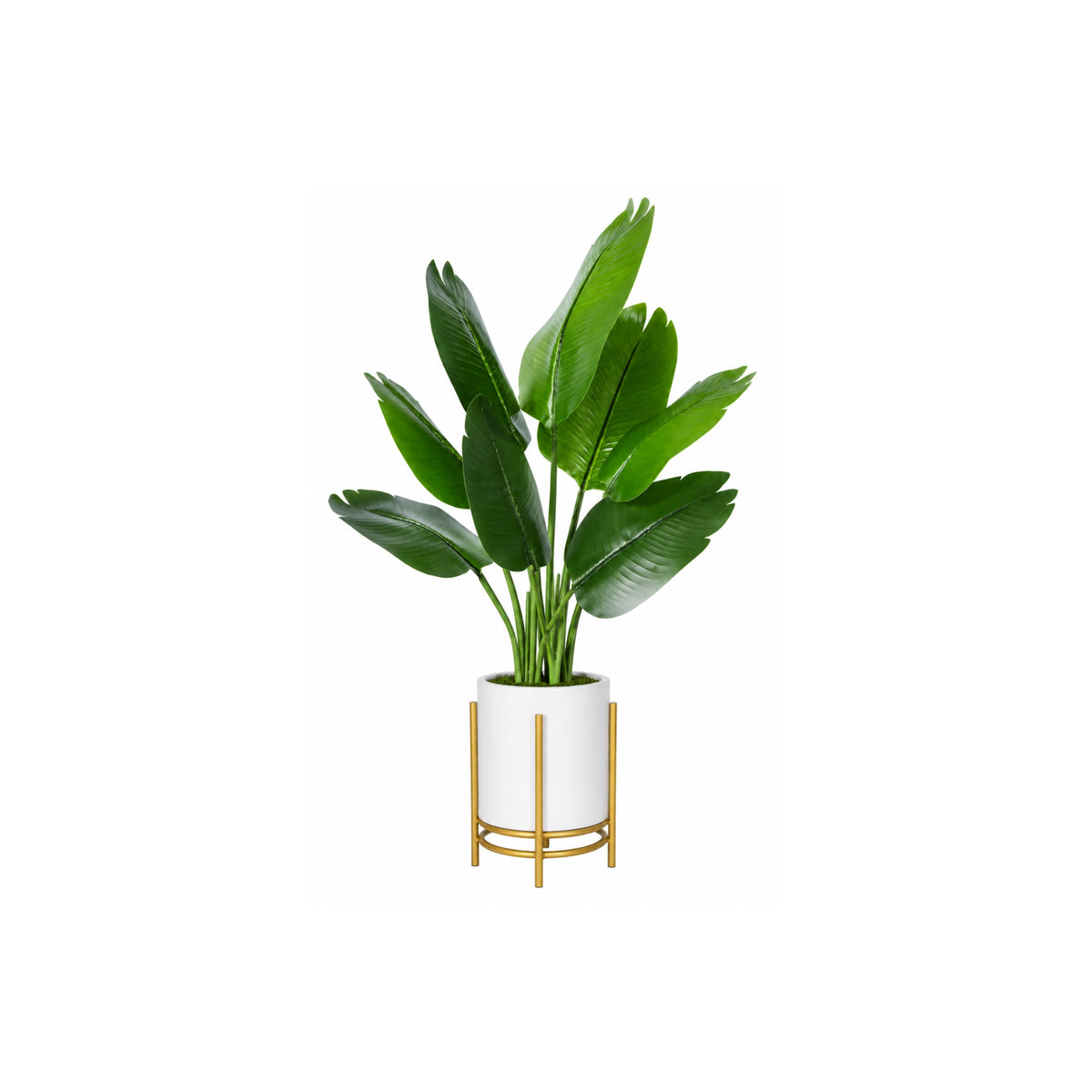 4FT BIRD OF PARADISE PLANT IN WHITE PLANTER
