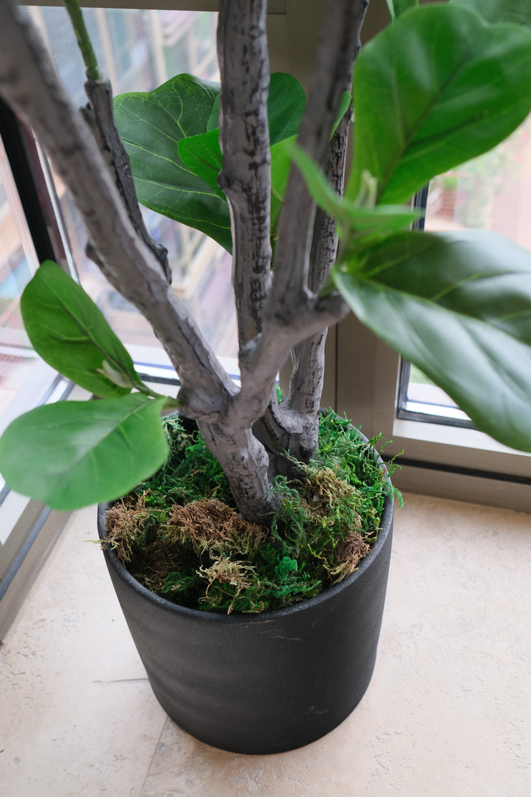 4FT FIDDLE LEAF FIG TREE