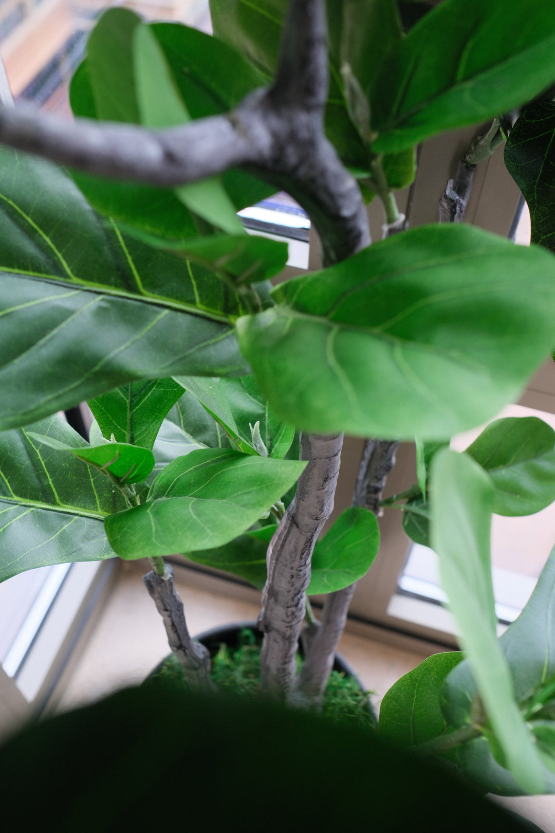 4FT FIDDLE LEAF FIG TREE