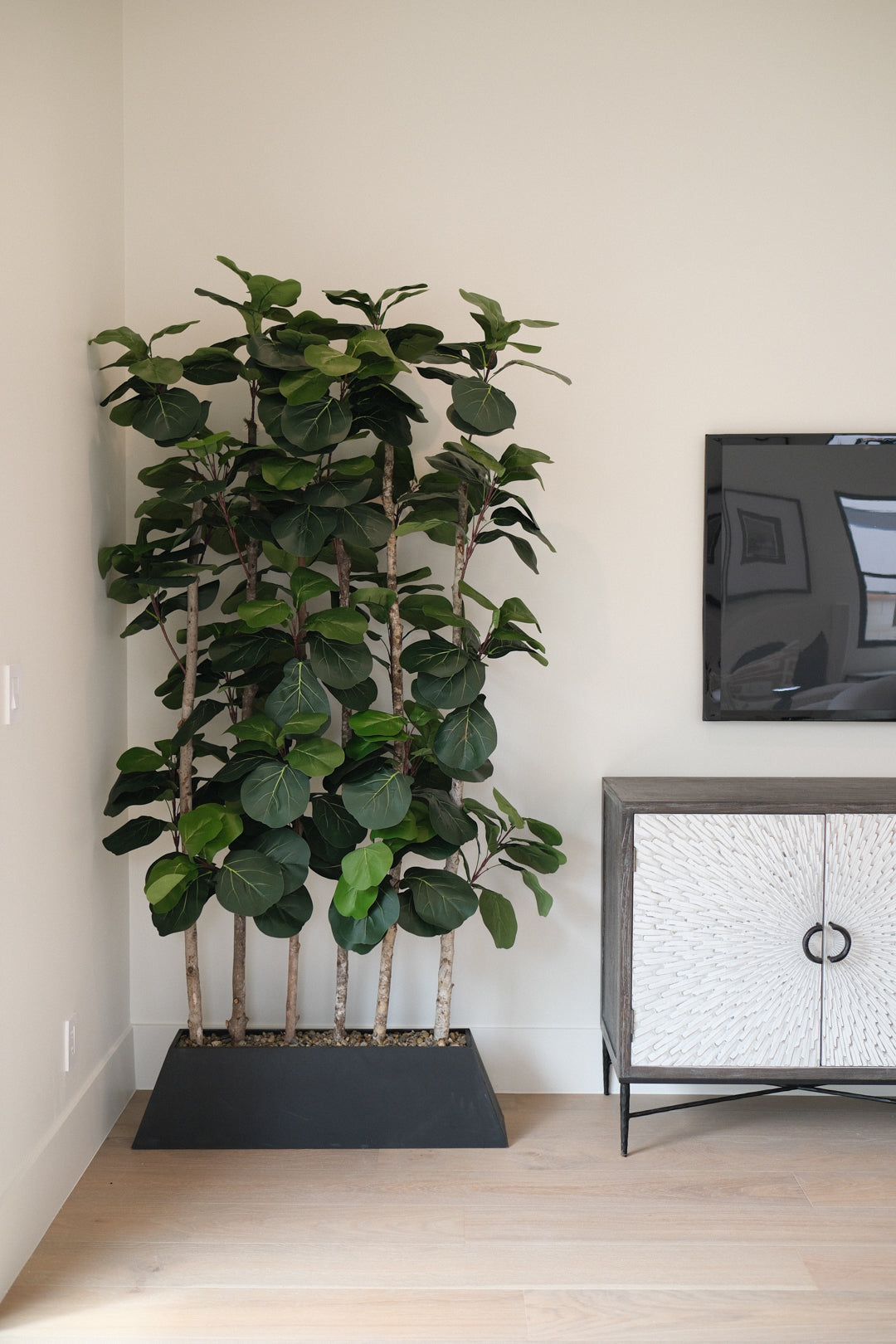 7FT FIDDLE LEAF FIG TREES