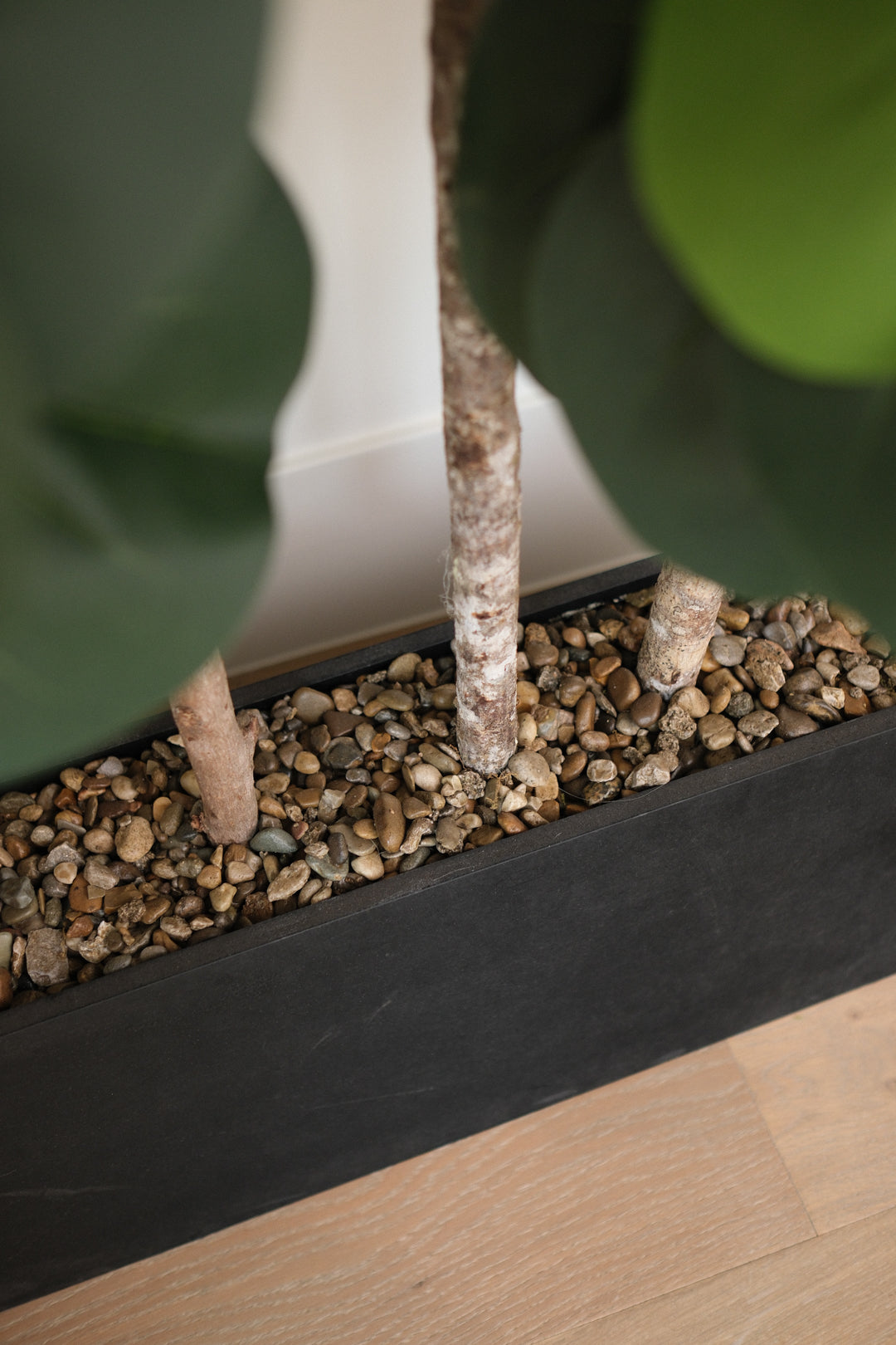 7FT FIDDLE LEAF FIG TREES