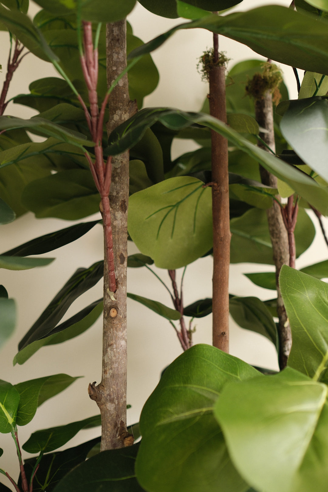 7FT FIDDLE LEAF FIG TREES