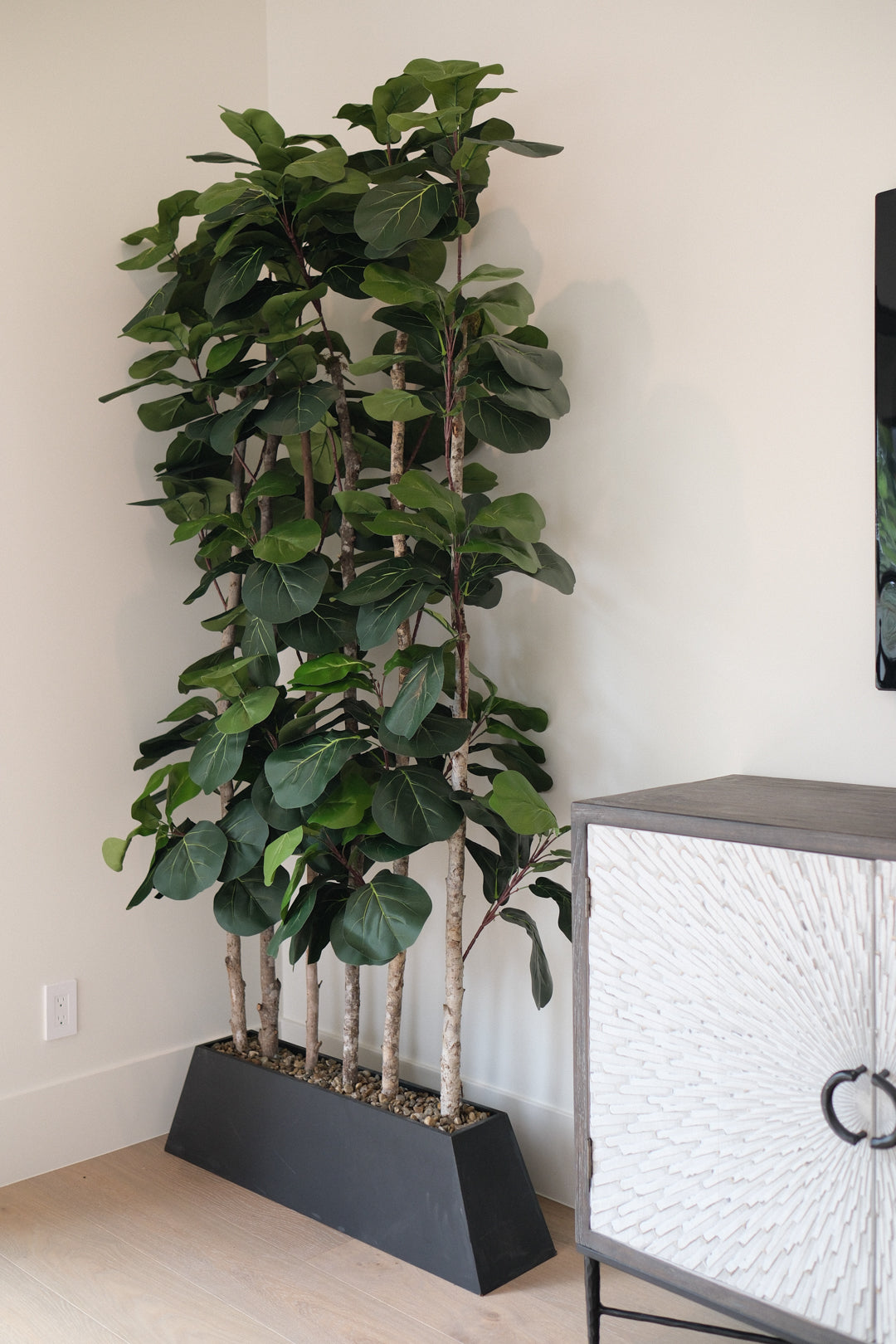 7FT FIDDLE LEAF FIG TREES