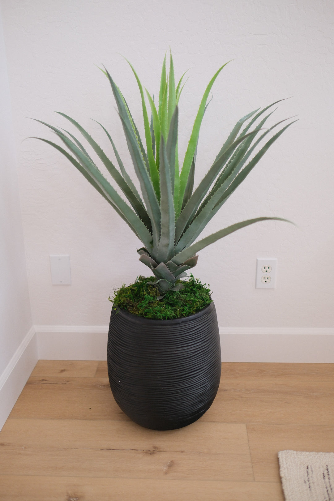41 ALOE W/TEXTURED BLACK POT