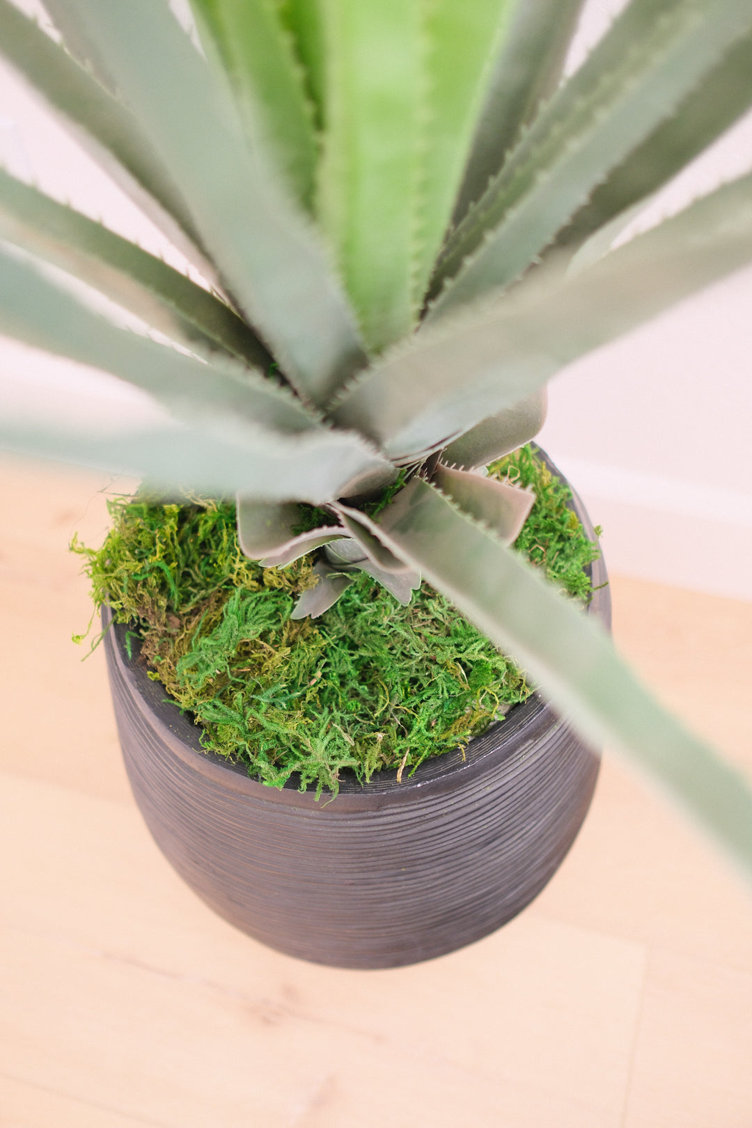41 ALOE W/TEXTURED BLACK POT