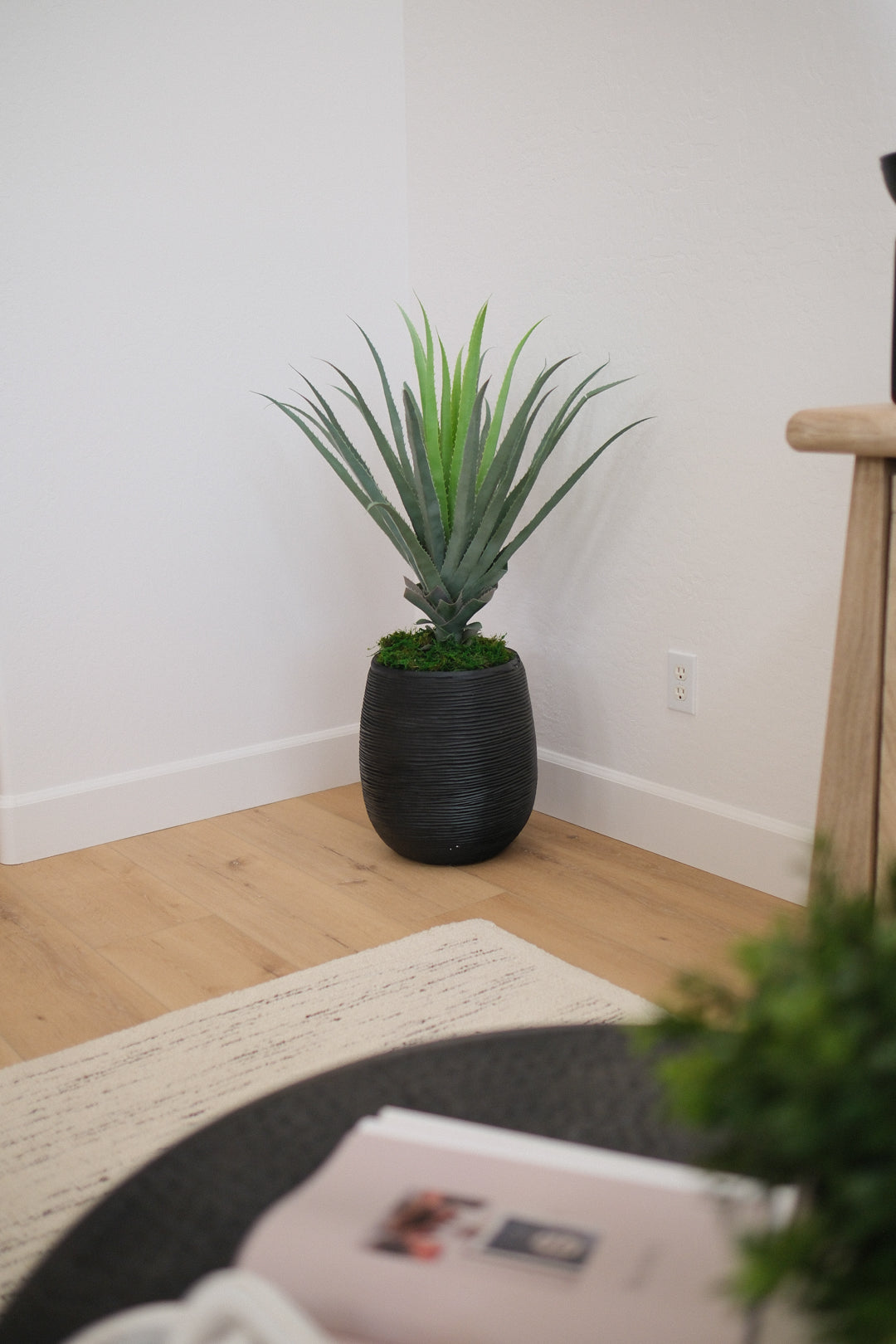41 ALOE W/TEXTURED BLACK POT