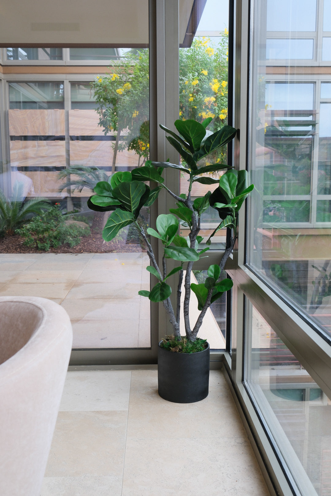 4FT FIDDLE LEAF FIG TREE