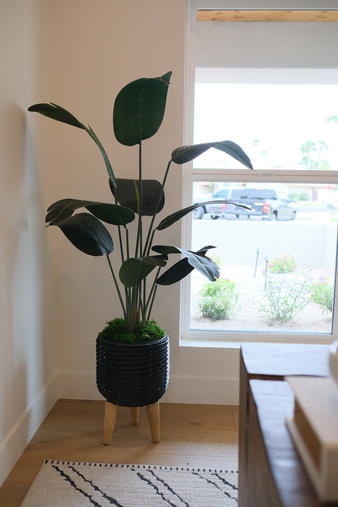 5FT BIRDS OF PARADISE TREE