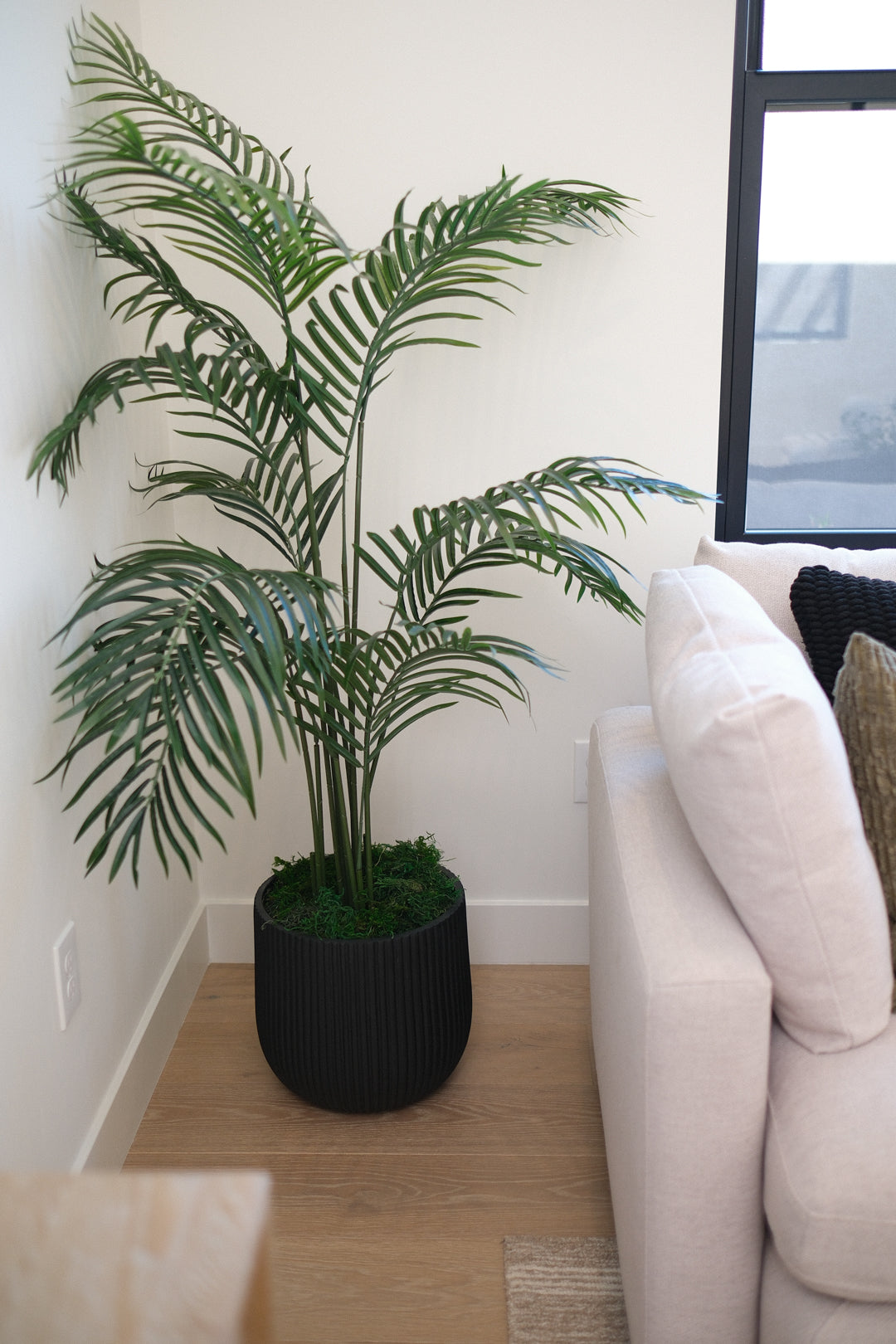5.5FT ARECA PALM TREE