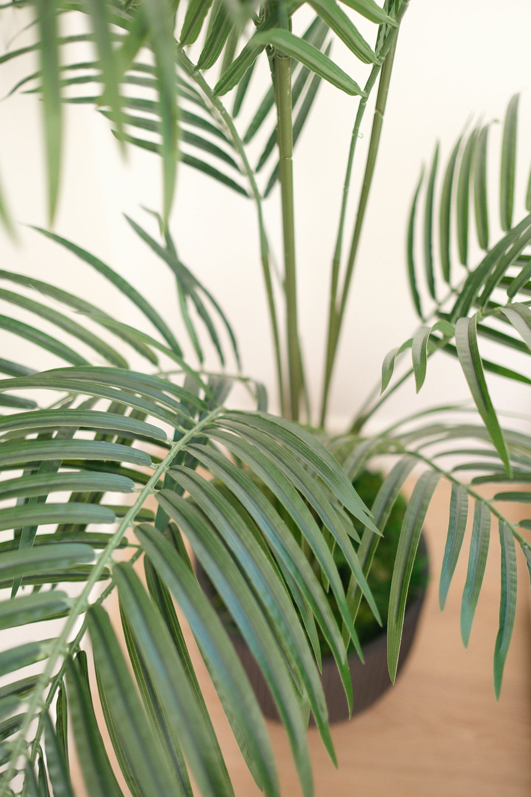 5.5FT ARECA PALM TREE