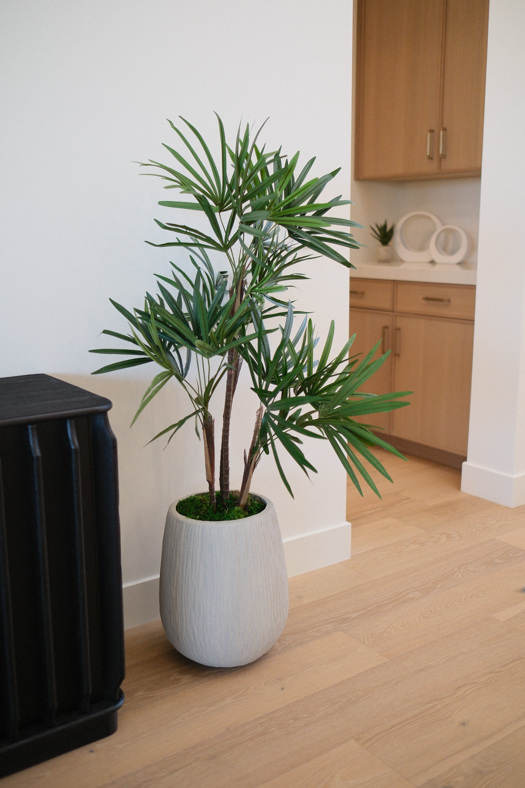 HONEY LADY PALM TREE IN TEXTURED POT