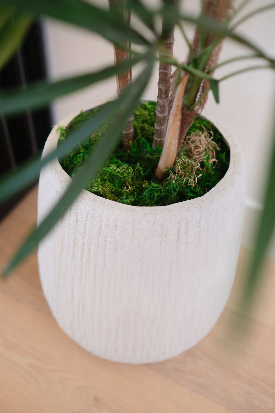 HONEY LADY PALM TREE IN TEXTURED POT