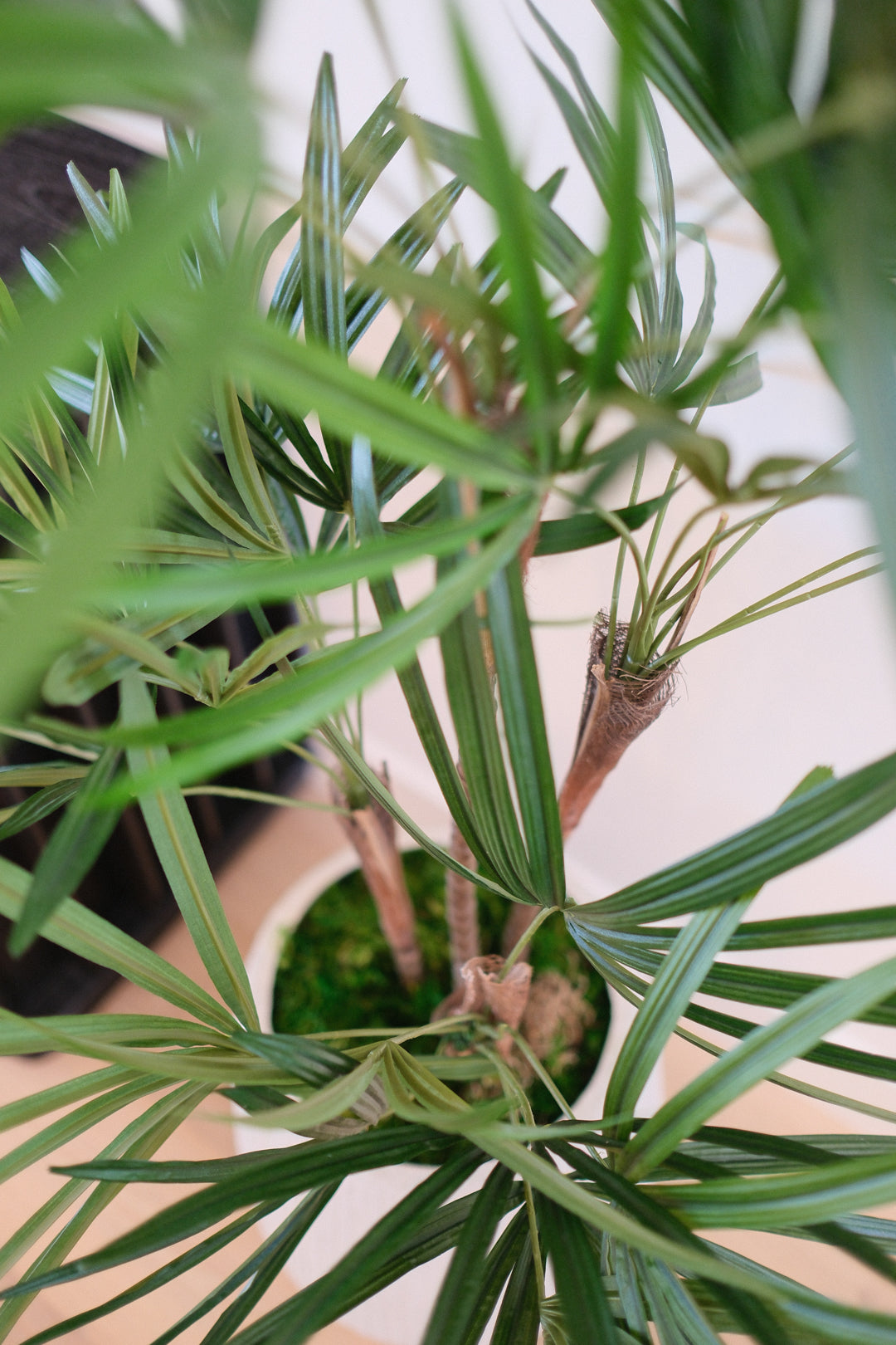 HONEY LADY PALM TREE IN TEXTURED POT