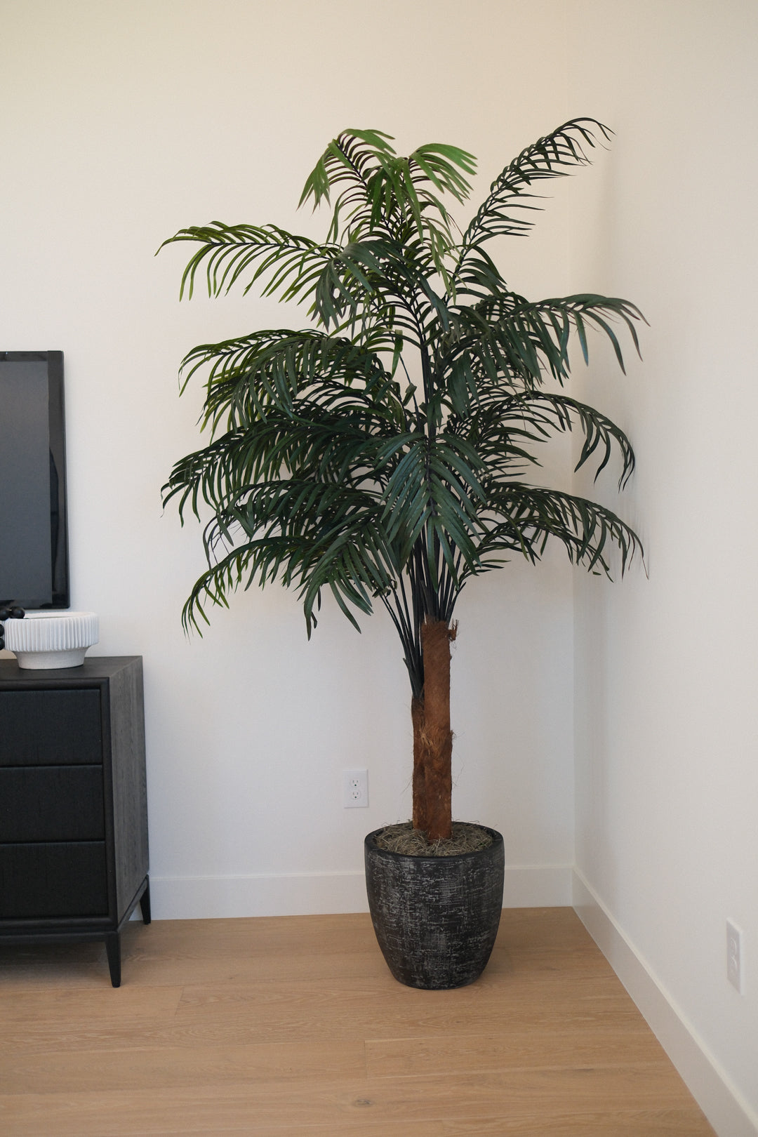 8FT ARECA PALM IN BLACK PLANTER RA