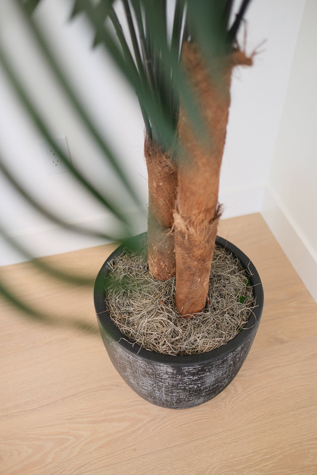 8FT ARECA PALM IN BLACK PLANTER PRIMARY