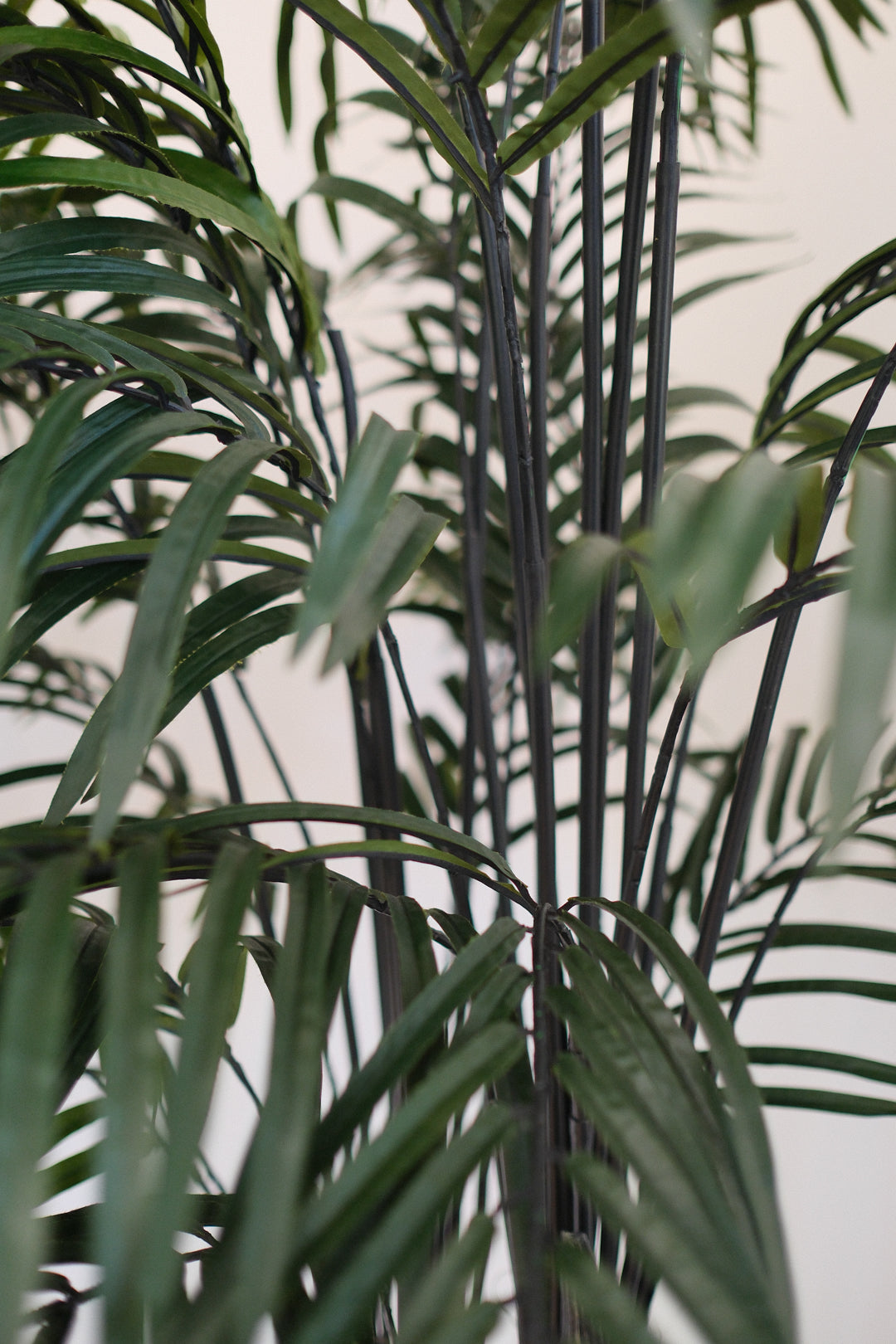 8FT ARECA PALM IN BLACK PLANTER PRIMARY