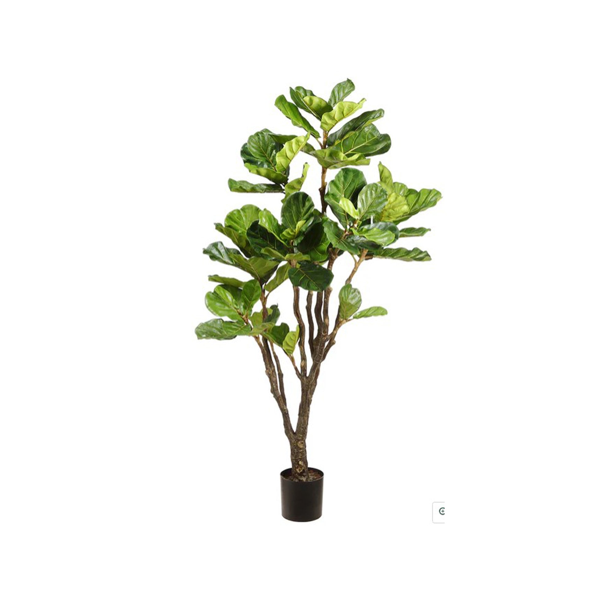 6FT FIDDLE LEAF PLANT IN POT